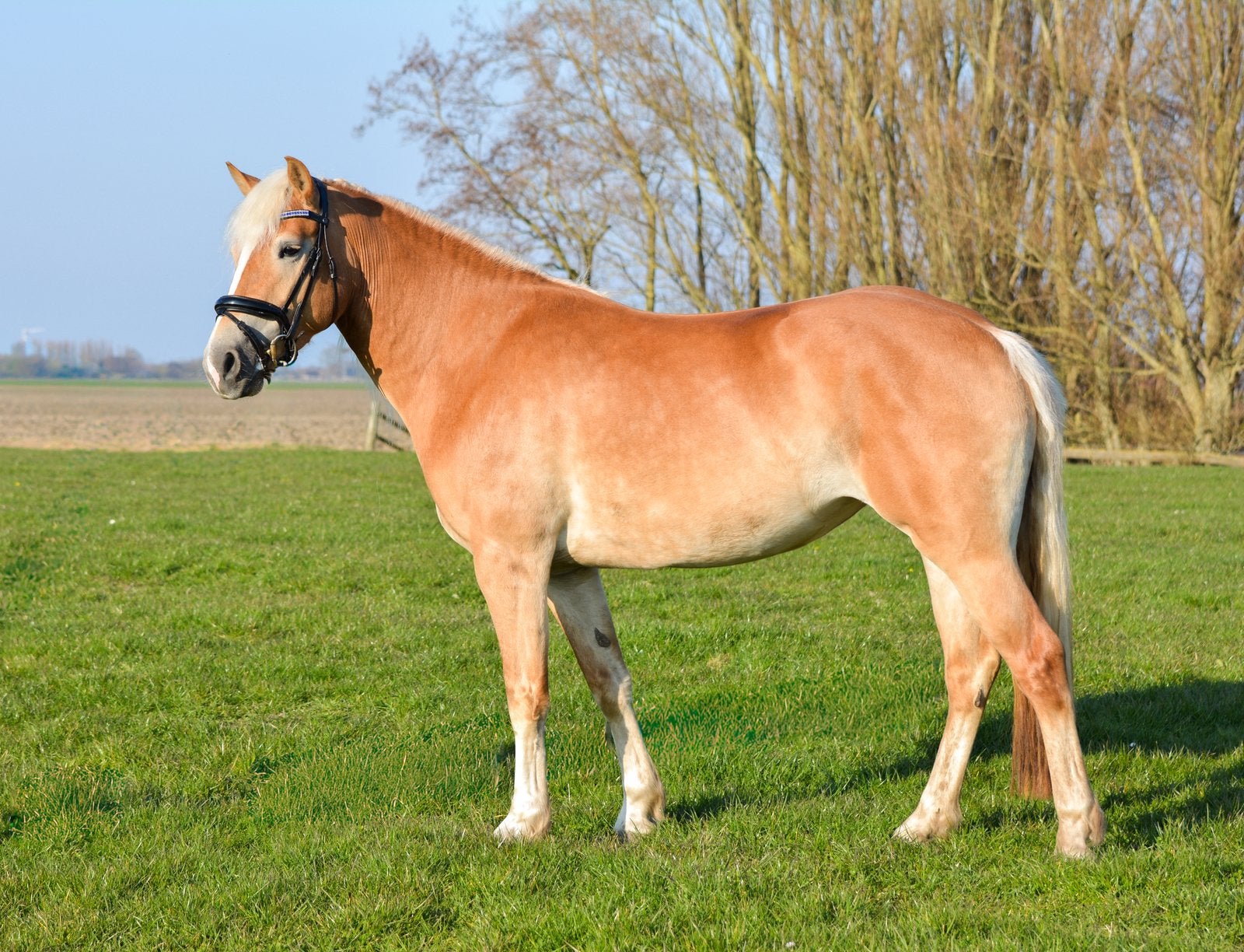 Mooie sportieve haflinger merrie, Merrie, E pony (1.48m - 1.57m), Met stamboom, 3 tot 6 jaar