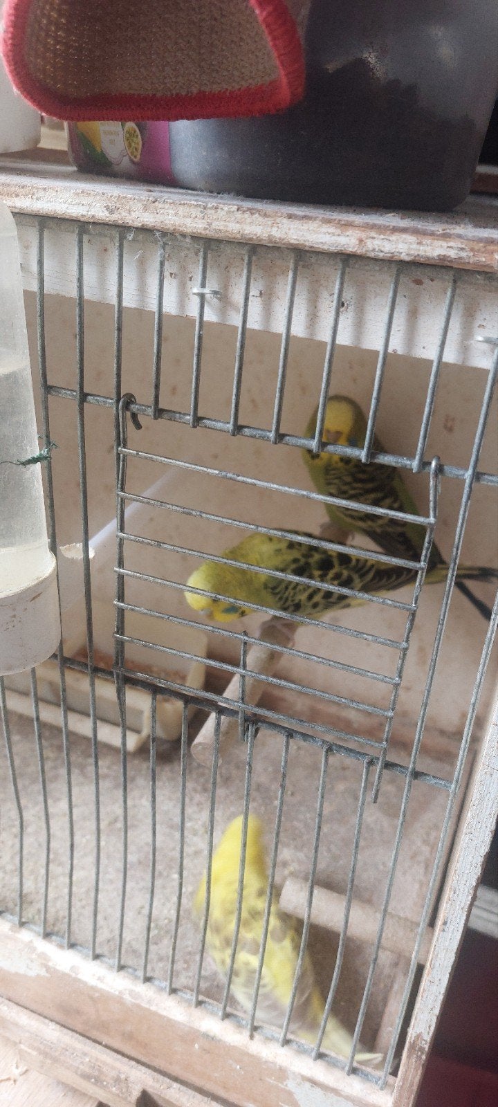 ENGELSE PARKIETEN TE KOOP, Meerdere dieren, Parkiet