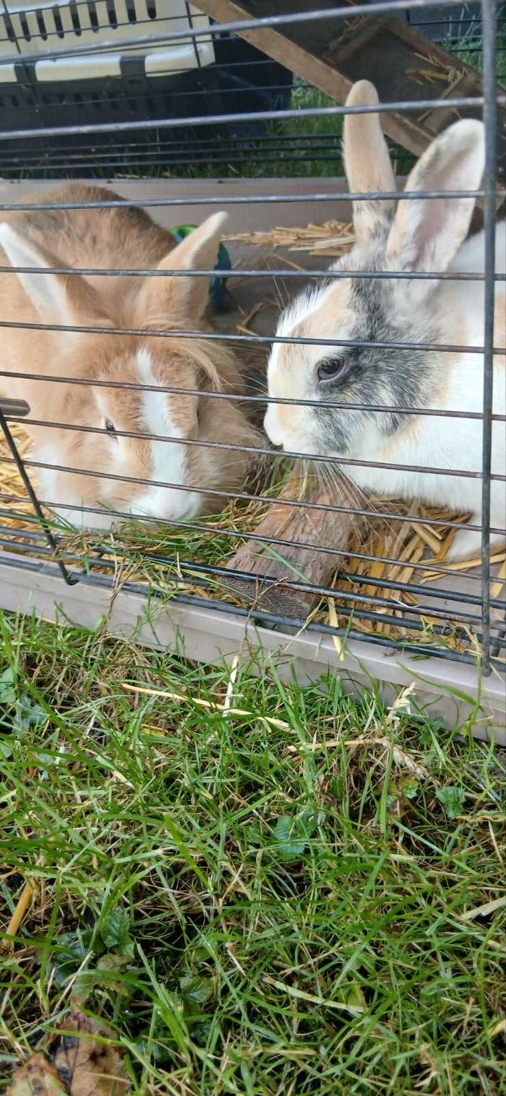 konijntjes te koop !, Dieren en Toebehoren, Mannelijk, Middelgroot, 0 tot 2 jaar