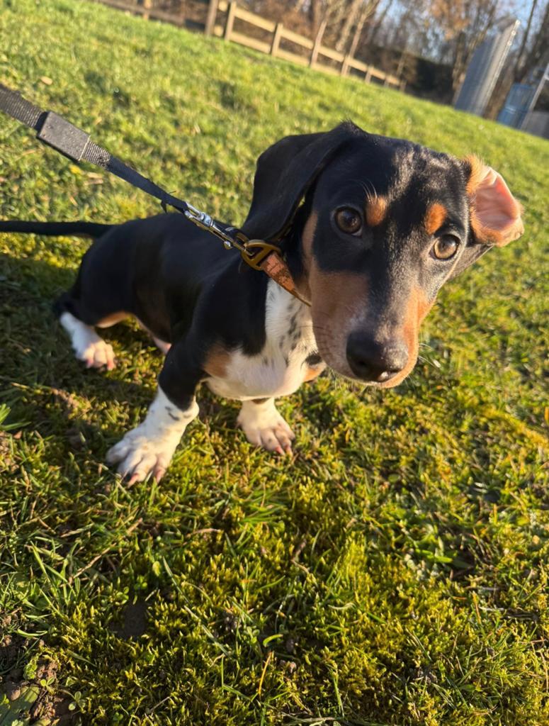 Teckel puppy, Parvo, Standaard, 15 weken tot 1 jaar, Reu