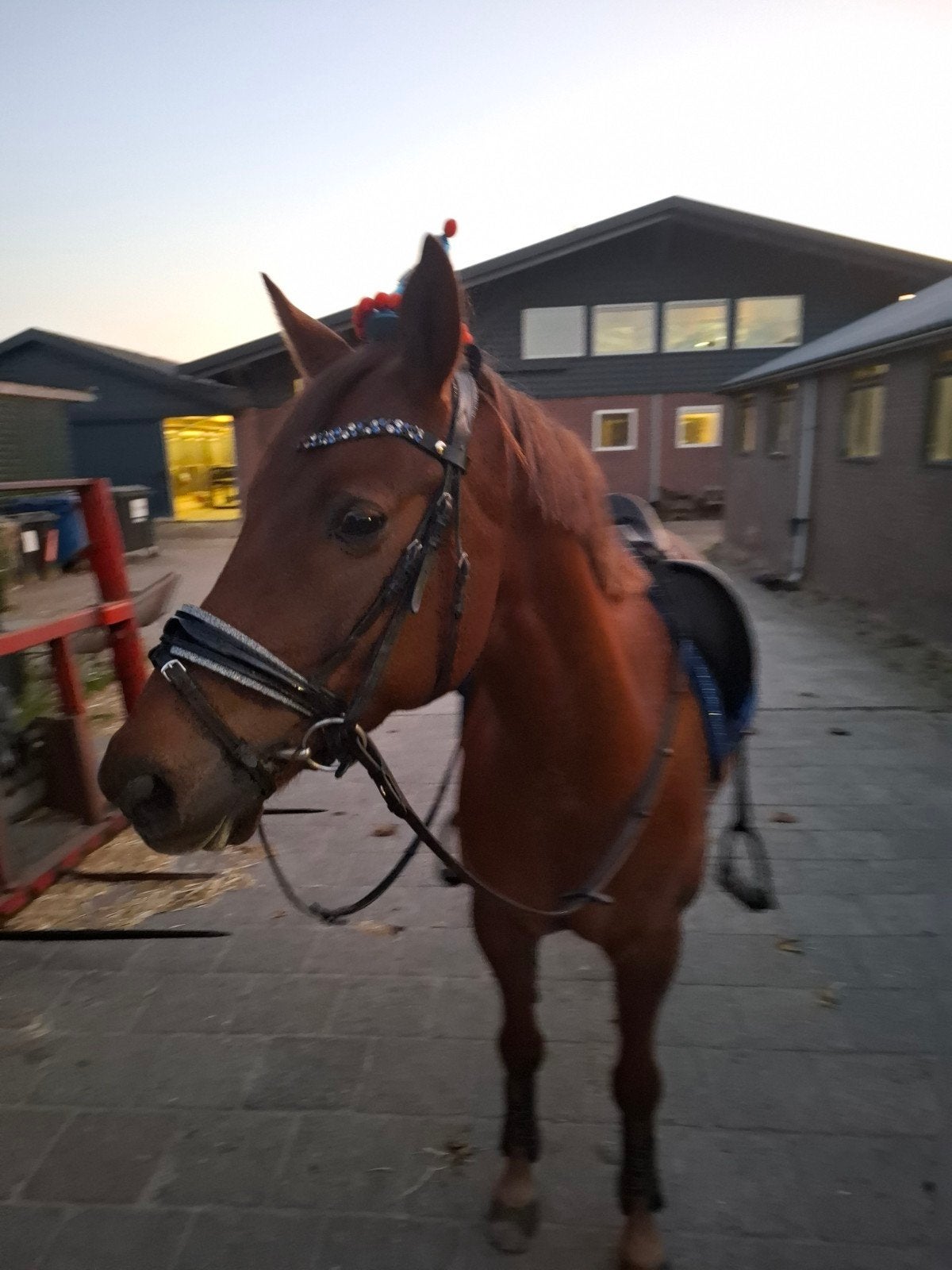 Super fijne leerpony, D maat en Z2 geklasseerd, Ruin, Dressuurpaard
