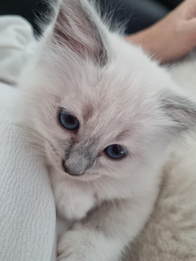 Ragdoll kitten te koop ,paspoort en chip, Dieren en Toebehoren, Poes, Gechipt