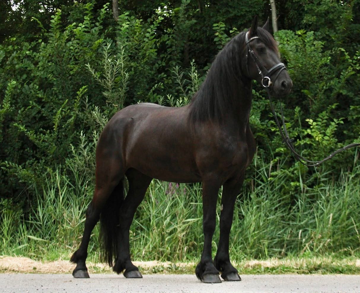 lieve 4 jarige friese merrie, Dieren en Toebehoren, Merrie, Met stamboom, Dressuurpaard, Zadelmak
