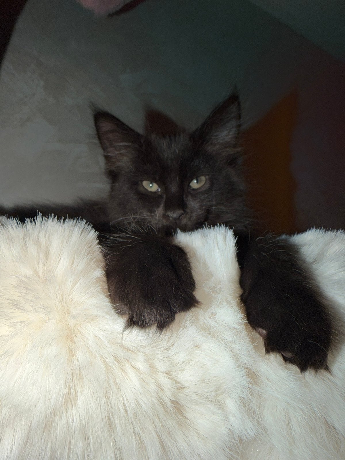 Laatste Maine Coon kitten  black smoke, Meerdere dieren, Gechipt, 0 tot 2 jaar