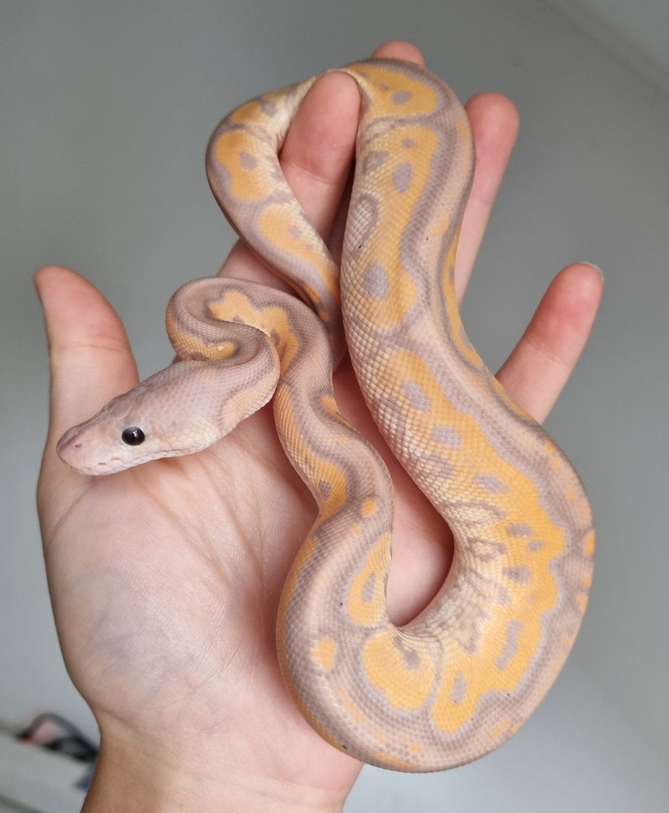 1.0 banana black pastel od (spotnose) clown koningspython Ball Python photo 2