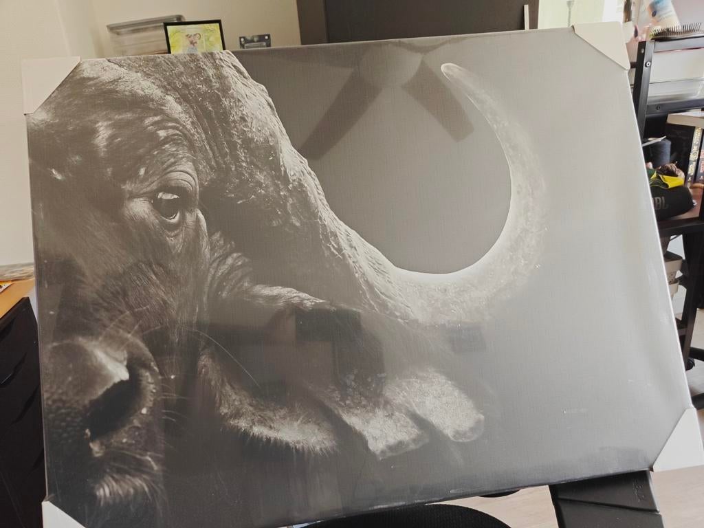 Nieuw in seal - Canvas Buffel oss 80x60 cm, Ophalen, Zo goed als nieuw, 50 tot 75 cm, Print