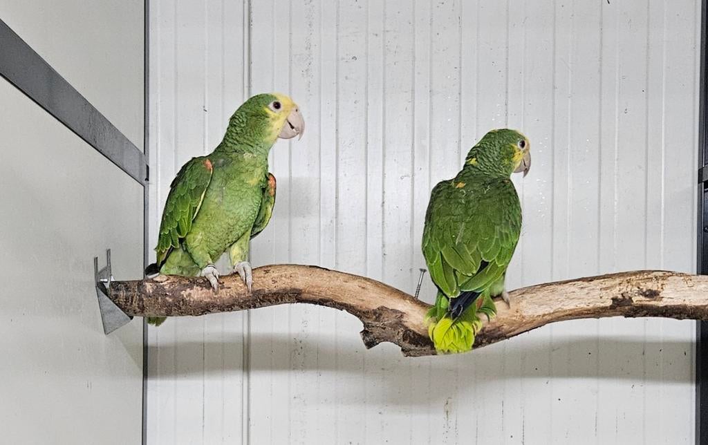 1-1 Dubbele geelkop amazone, Dieren en Toebehoren, Vogels | Parkieten en Papegaaien, Meerdere dieren, Papegaai, Geringd