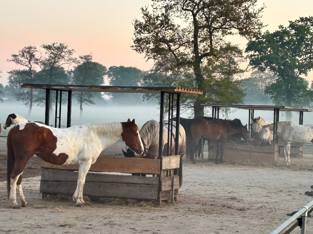 Pensionplek 24/7 op de Veluwe – Stal Joël, Ede, Weidegang, 2 of 3 paarden of pony's
