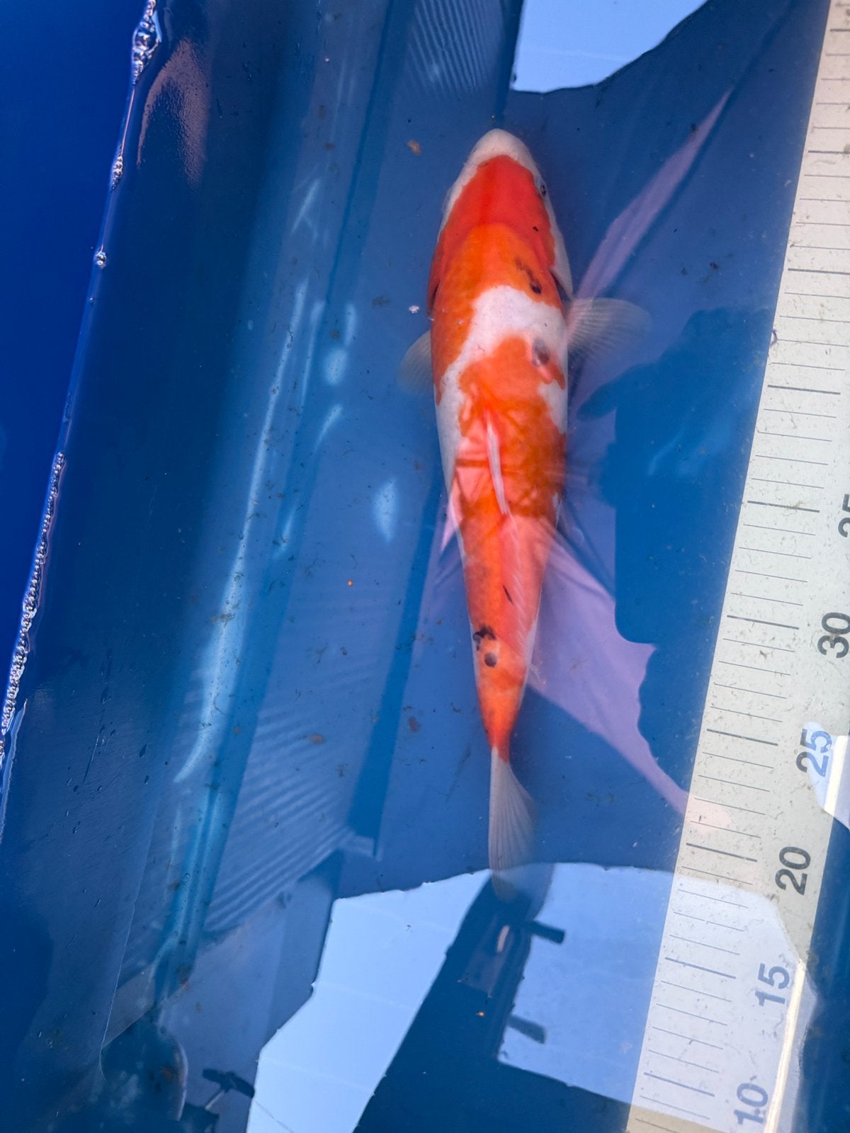 Sanke - 34 cm - kuchibeni, Karper of Koi