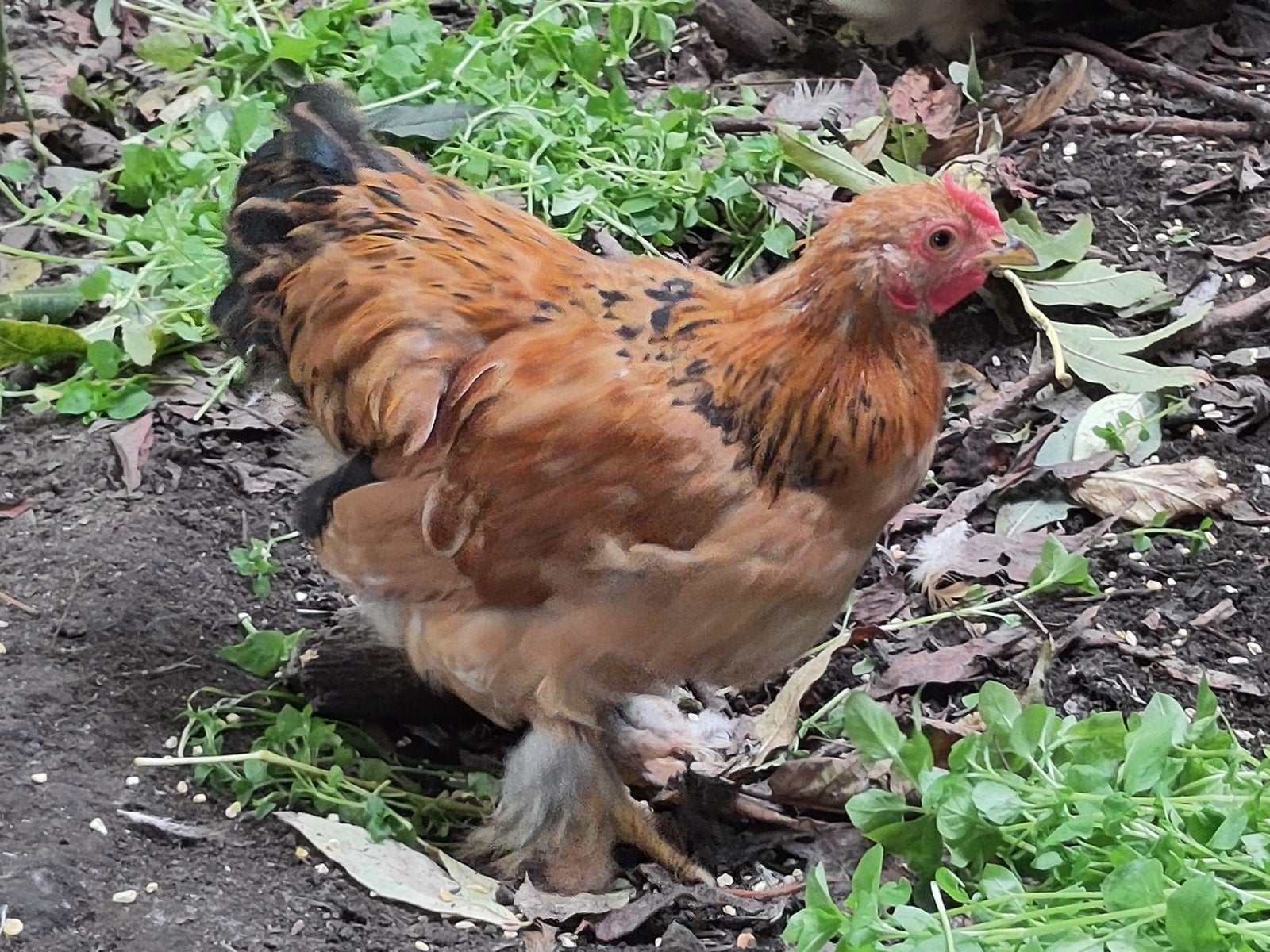 cochin kriel hen, Dieren en Toebehoren, Vrouwelijk, Kip