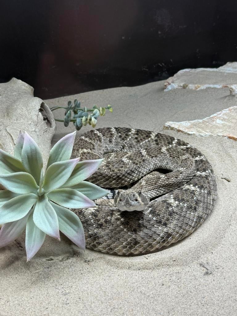 1.0 Crotalus atrox het albino cb21, Dieren en Toebehoren, Reptielen en Amfibieën, Slang, 3 tot 6 jaar