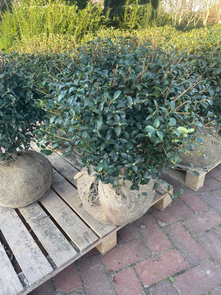 Schijnhulst Osmanthus bolvorm leverbaar tot 150 cm diameter., Tuin en Terras, Planten | Struiken en Hagen, Struik, Overige soorten
