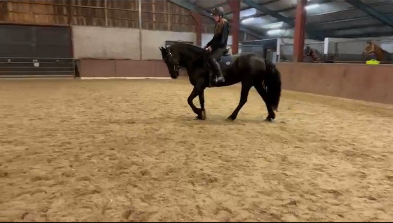 Bijrijder aangeboden ‼️‼️, Dieren en Toebehoren, Ophalen, Zo goed als nieuw