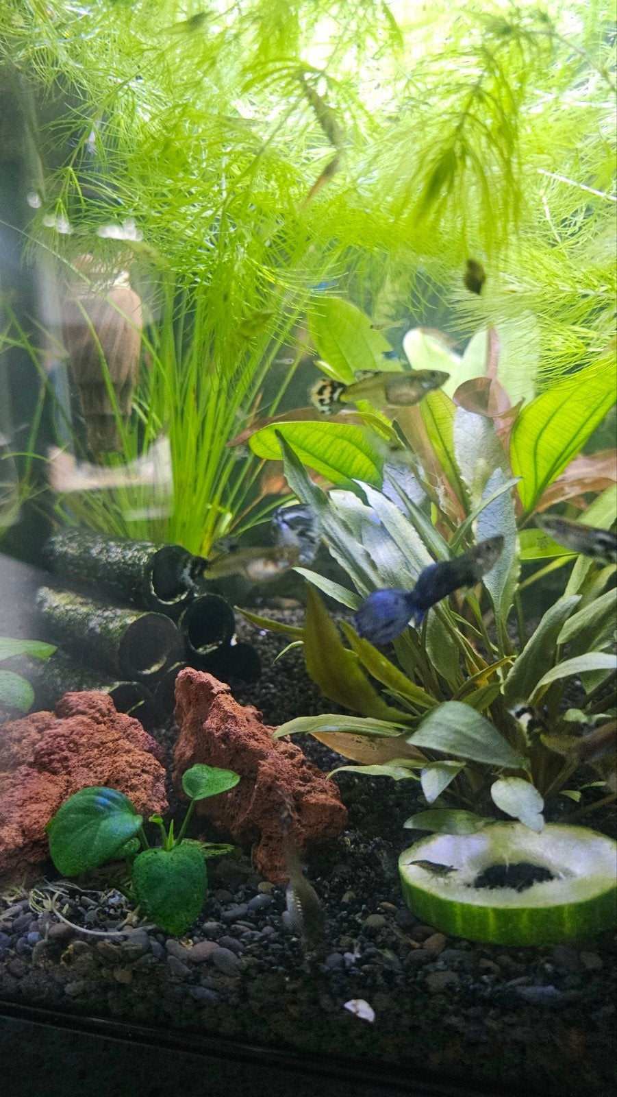 Guppies te koop, mannetjes en vrouwtjes