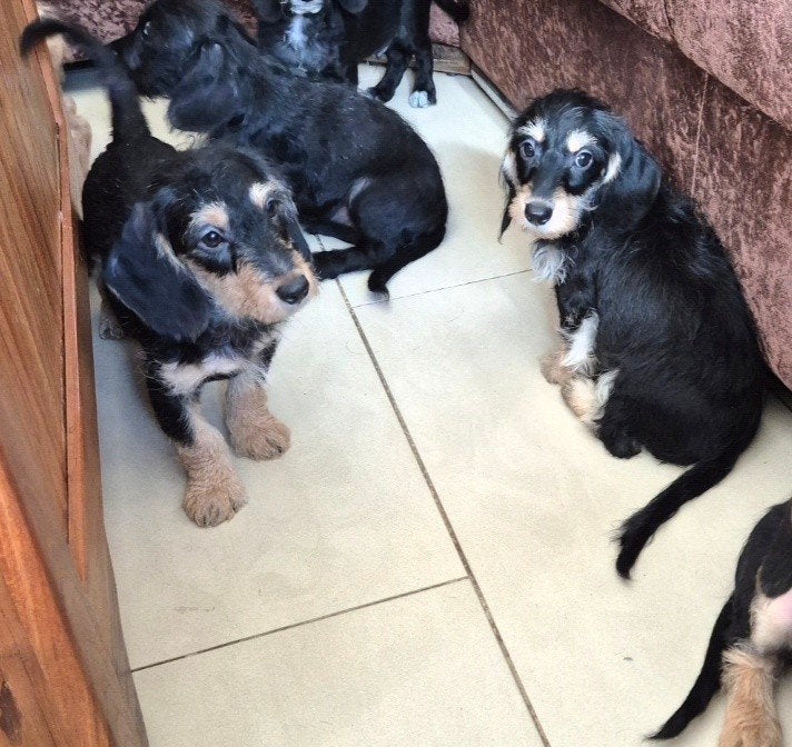 kruising ruwhaar dwergteckel puppies, Dieren en Toebehoren, Honden | Teckels en Dashonden, Parvo, 8 tot 15 weken, Dwerg, Meerdere