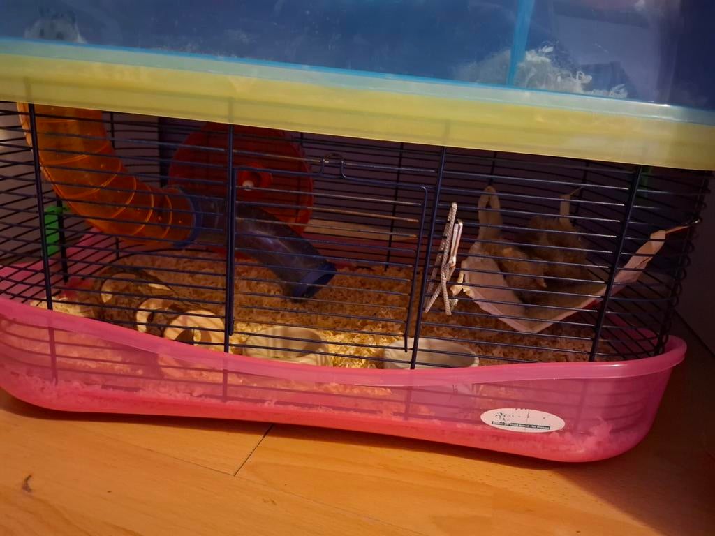Hamsterhok, Gebruikt, Minder dan 75 cm, Ophalen, Minder dan 60 cm