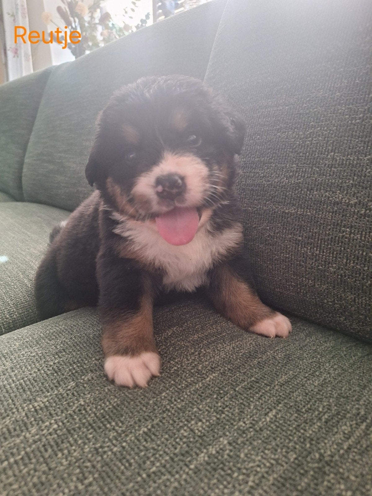 De liefste gezinshond!! Berner sennen.Nog 1x reu beschikbaar, Overige rassen, 8 tot 15 weken, Meerdere dieren, Eén hond