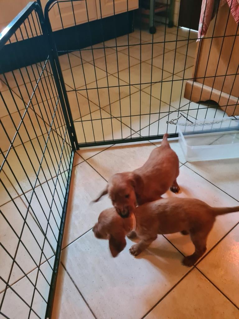 Nog 5 Setter Pups te koop, 8 tot 15 weken, Meerdere, Meerdere dieren, Nederland