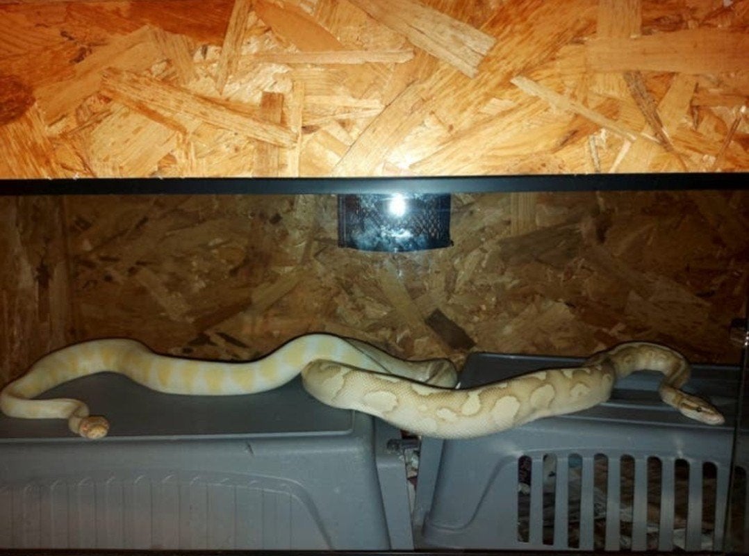 Koppel Ball Pythons Ball Python photo 4