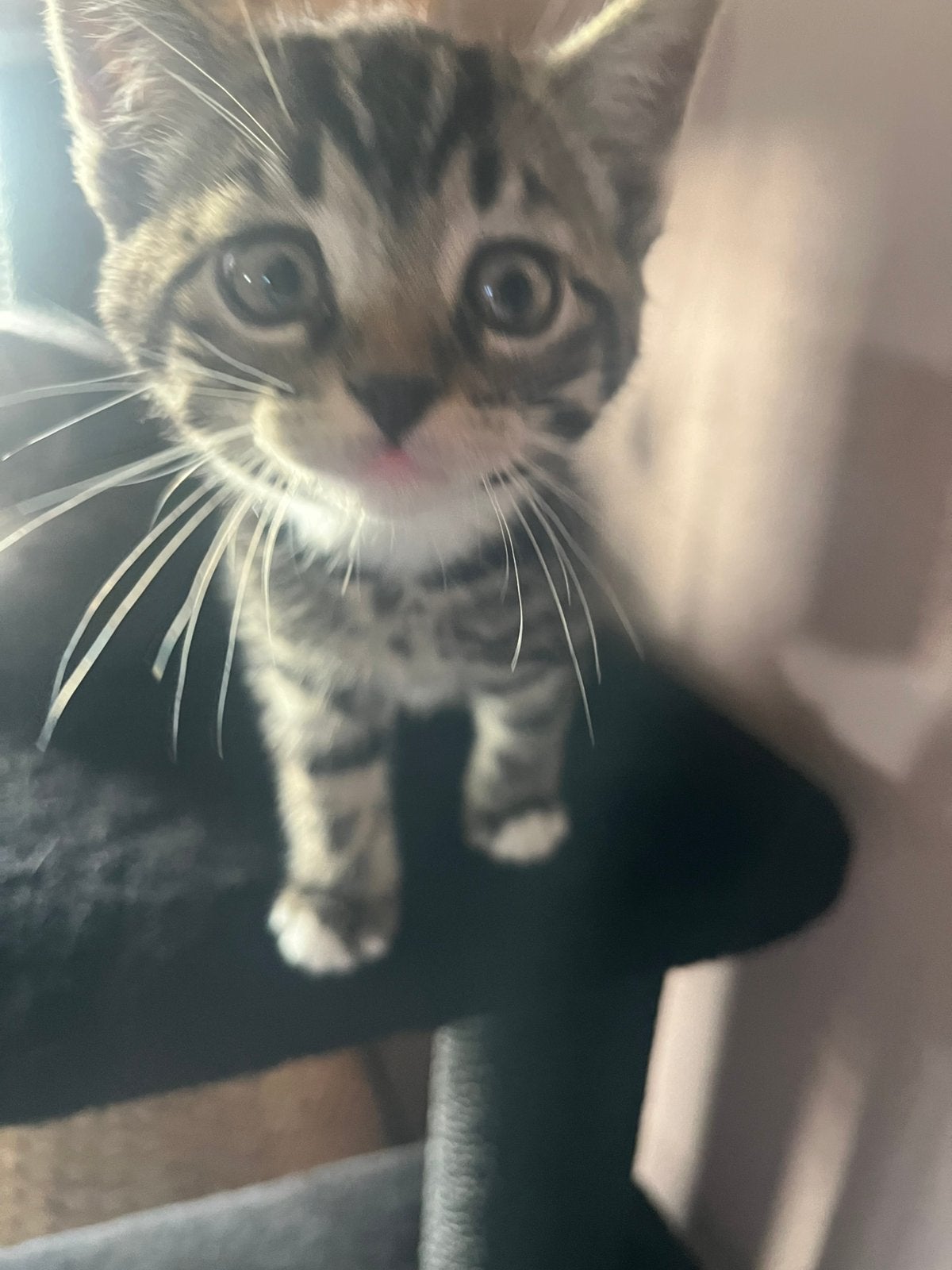 Kittens, Dieren en Toebehoren, Meerdere dieren, Kortharig, 0 tot 2 jaar