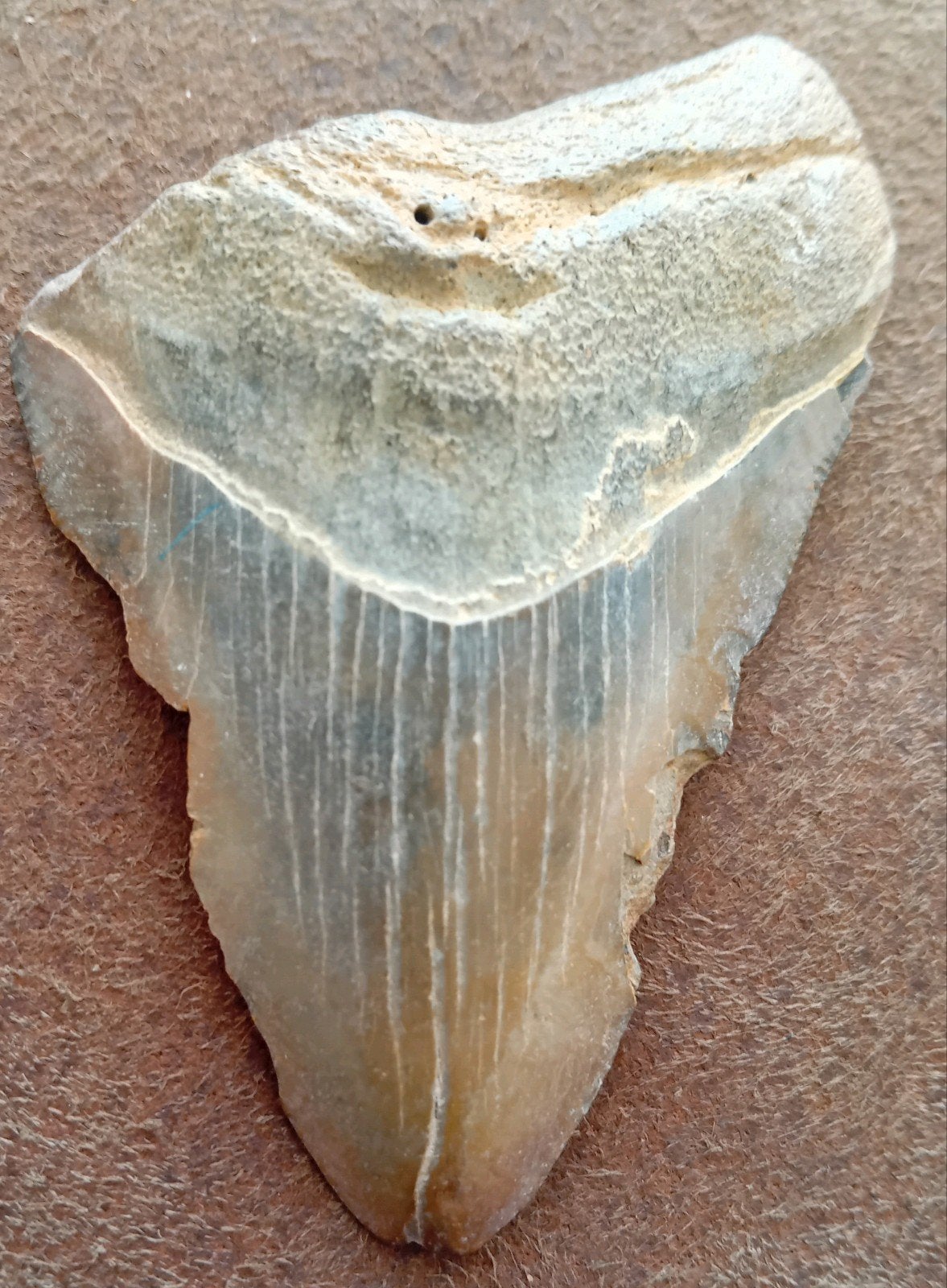 Megalodon tand 8.1cm, Verzamelen, Ophalen of Verzenden, Fossiel