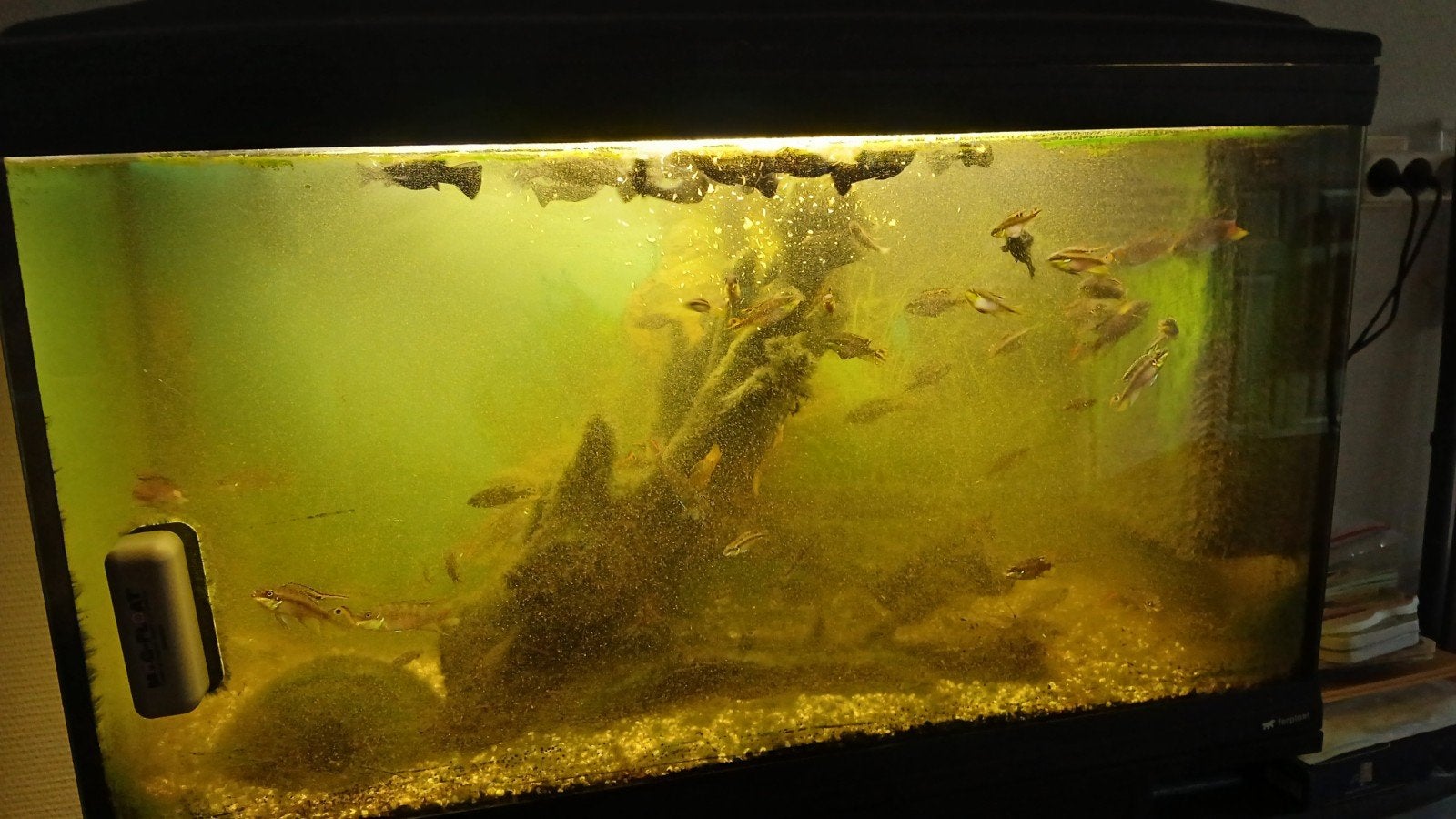 Aquarium inc vissen, Ophalen, Inclusief vissen, Gebruikt, Aquariummeubel