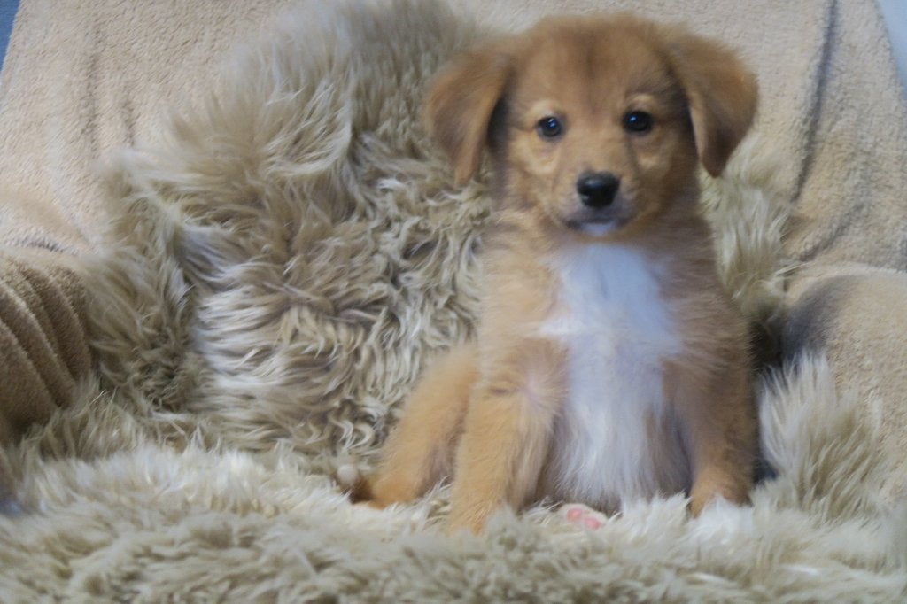 Duck Toller Retriever x Australian Shepherd pups, Dieren en Toebehoren, Honden | Retrievers, Spaniëls en Waterhonden, Parvo, Nederland