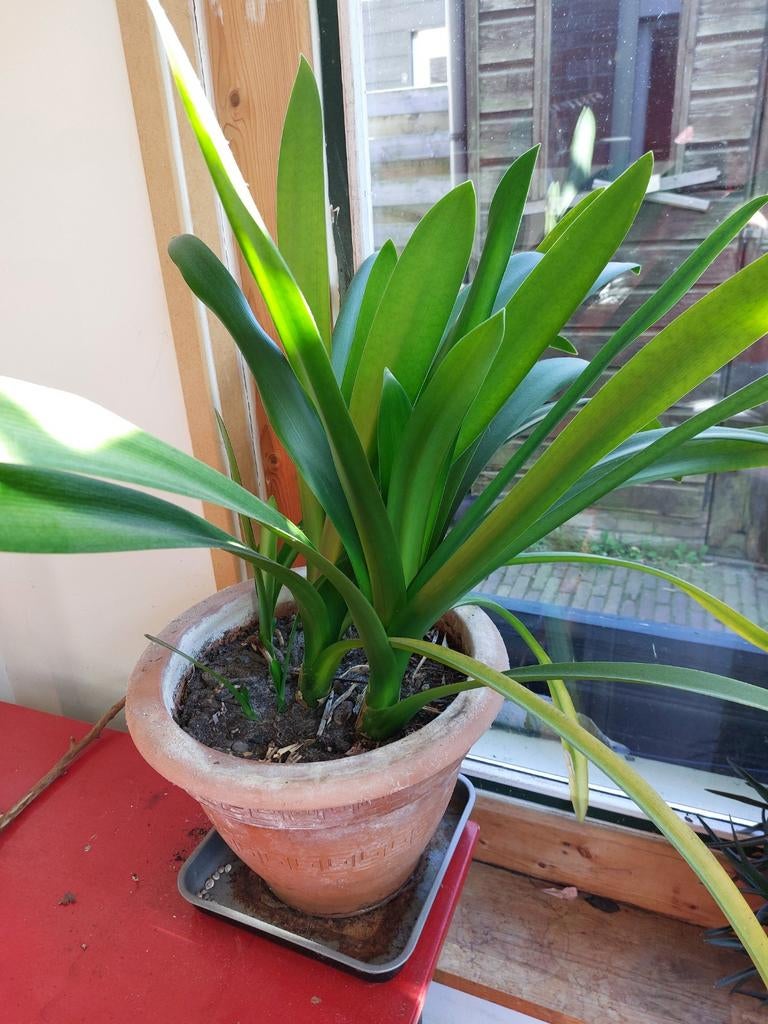 Clivia's te koop, Ophalen, Overige soorten, Halfschaduw, In pot