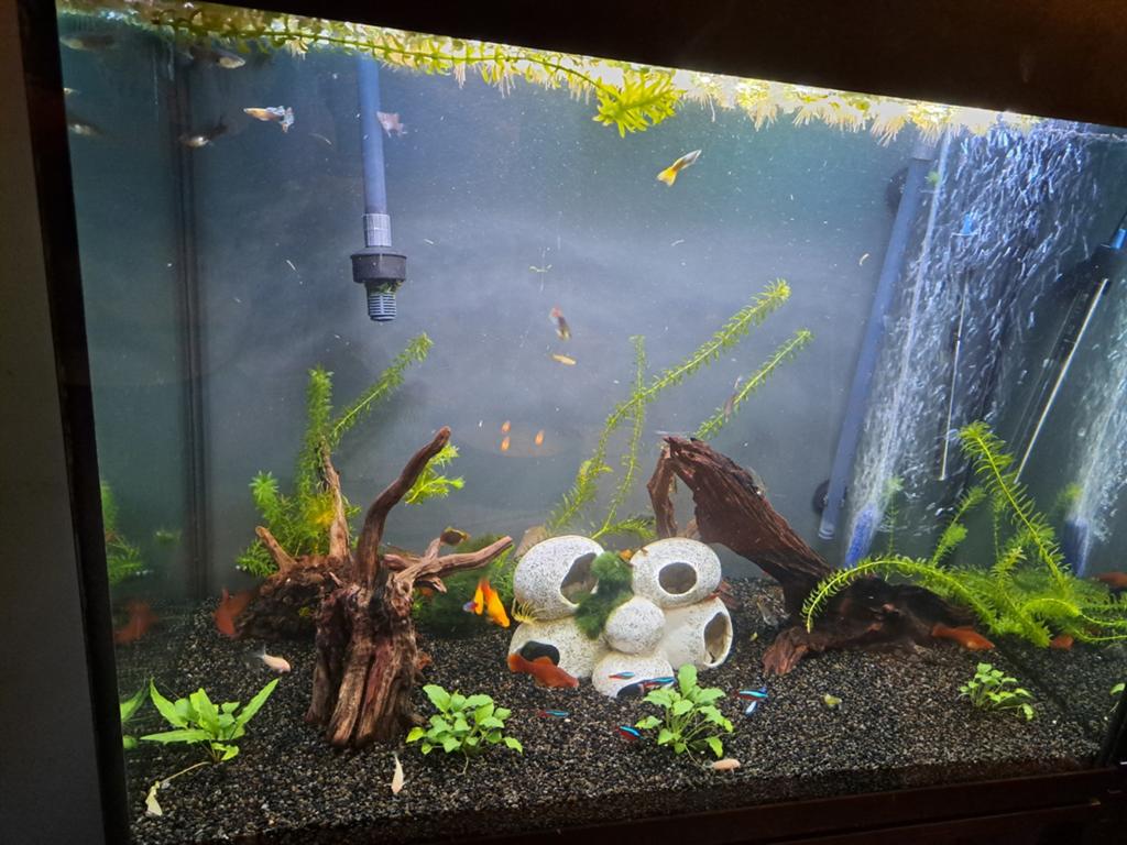 Aquariums en vissen, Ophalen of Verzenden, Gevuld zoetwateraquarium