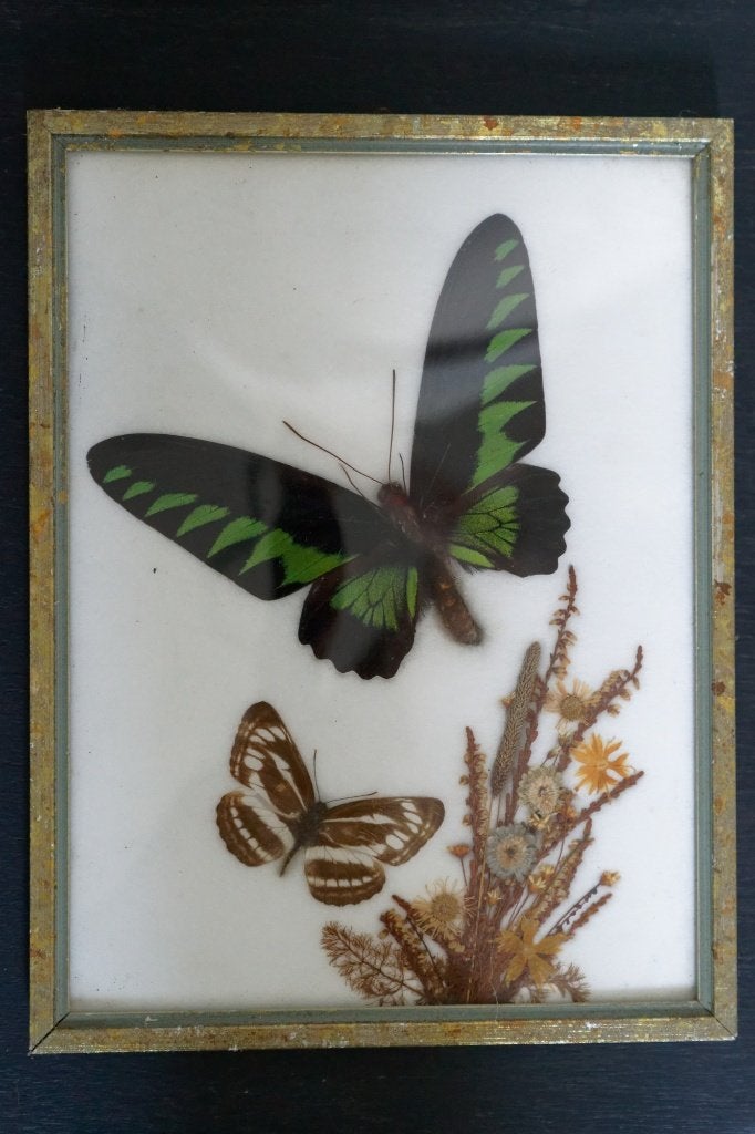 Vintage Vlinderlijst met Trogonoptera brookiana, Ophalen of Verzenden, Gebruikt, Insect, Overige typen