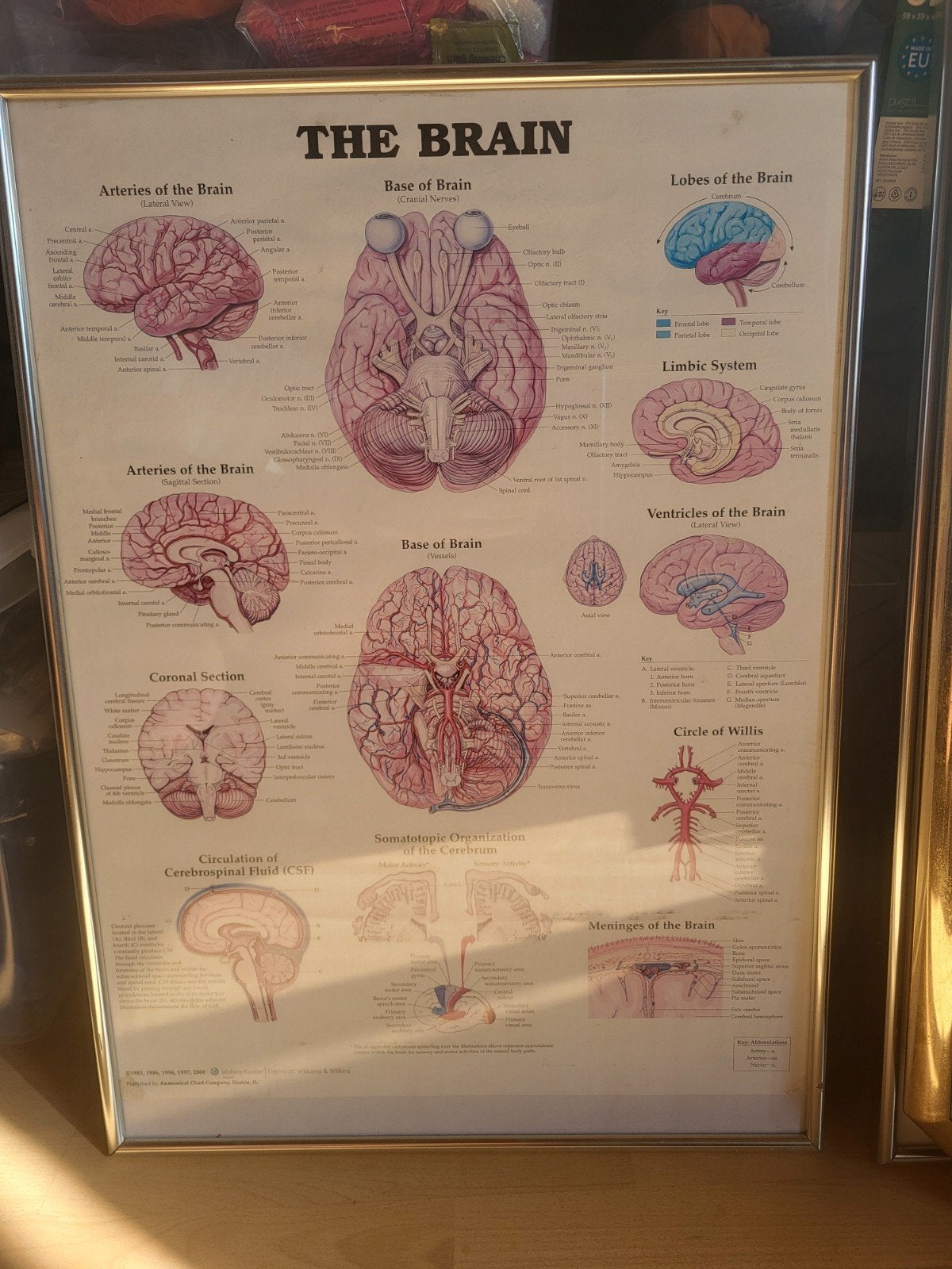 Anatomische Poster met lijst 'The brain', Verzamelen, Posters, Ophalen of Verzenden, Zo goed als nieuw