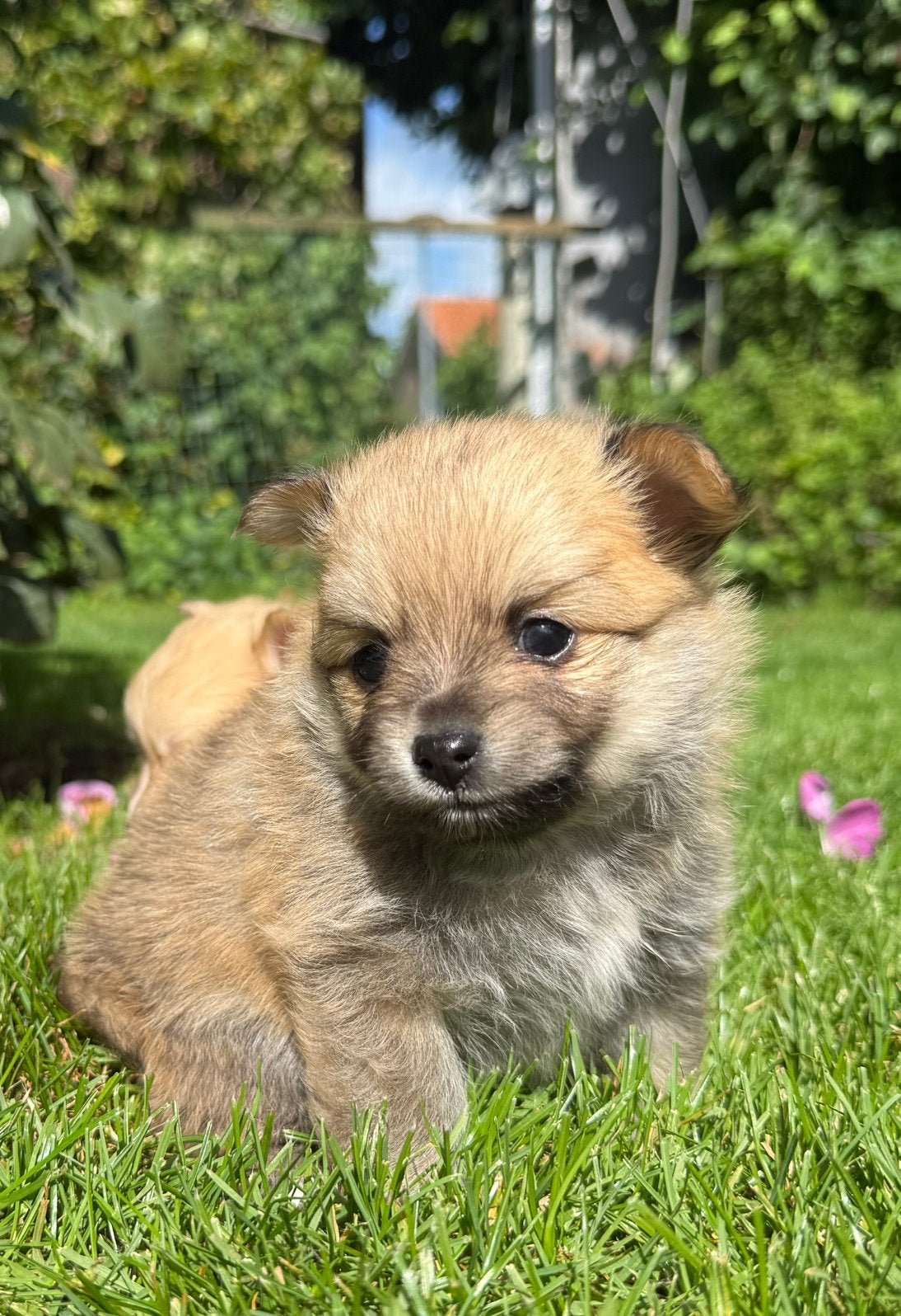 Pomchi pups❤️, Parvo, 8 tot 15 weken, Meerdere, Nederland