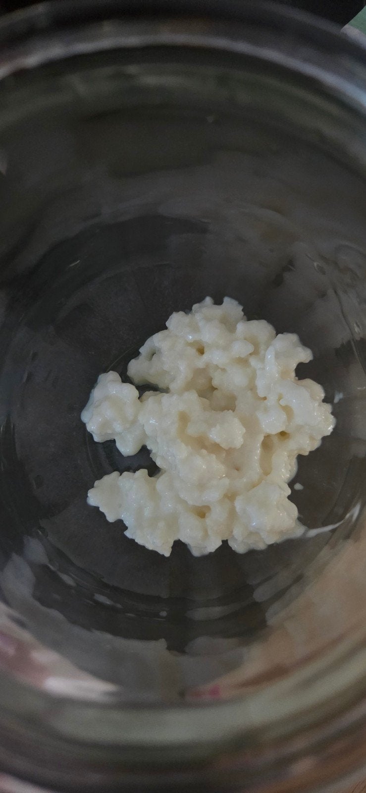 Kefir korrels, Ophalen