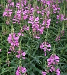 scharnierplant, Ophalen of Verzenden, Eenjarig, Groenteplanten, Volle zon