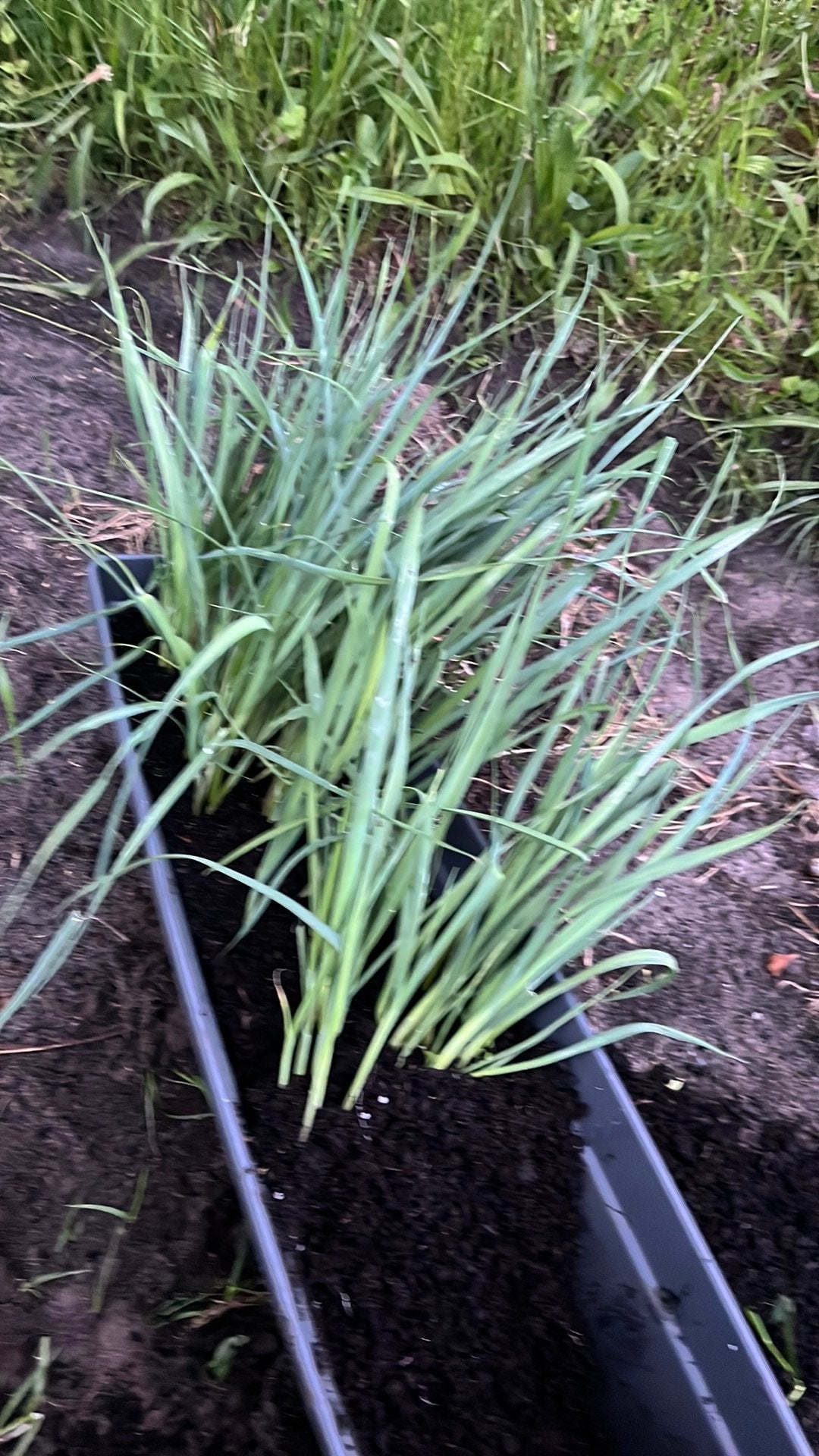 Ongeveer 50 a 100 preiplanten, Tuin en Terras, Ophalen, Overige soorten, Volle zon
