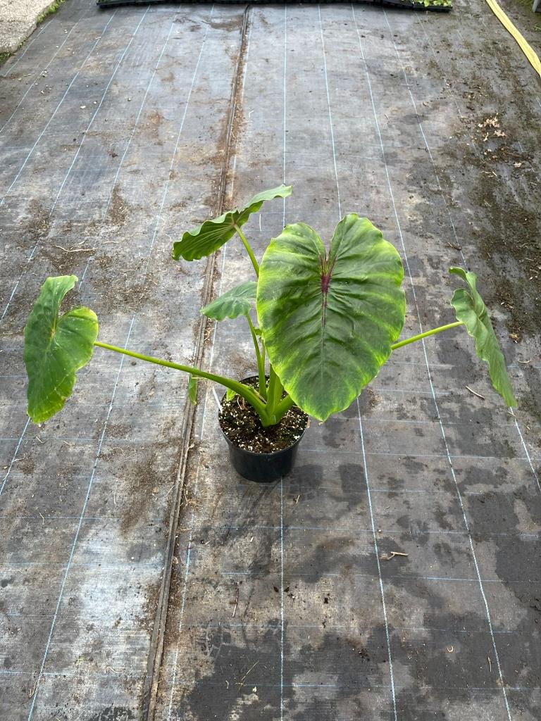Colocasia Pharao Mask Red, Tuin en Terras, Planten | Tuinplanten, Volle zon, Vaste plant, Zomer, Ophalen