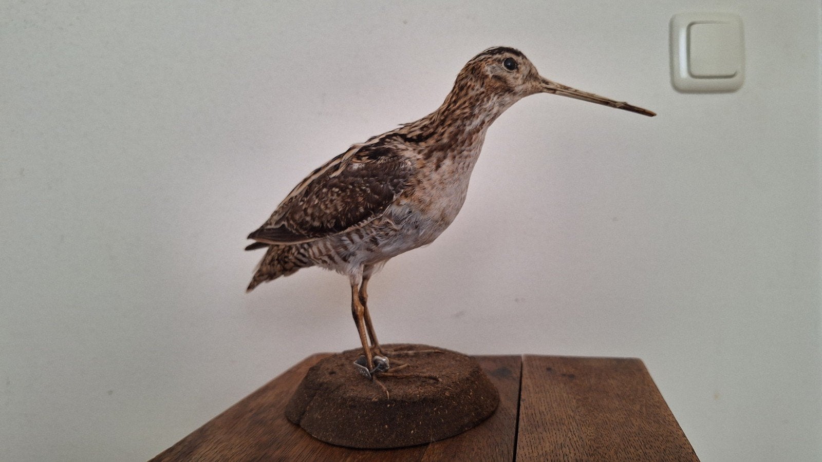 Watersnip opgezette weidevogel taxidermie, Verzamelen, Ophalen, Vogel, Opgezet dier