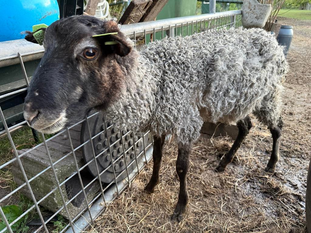 Lieve ram, Dieren en Toebehoren, Schapen, Geiten en Varkens, Mannelijk, Schaap, 3 tot 5 jaar