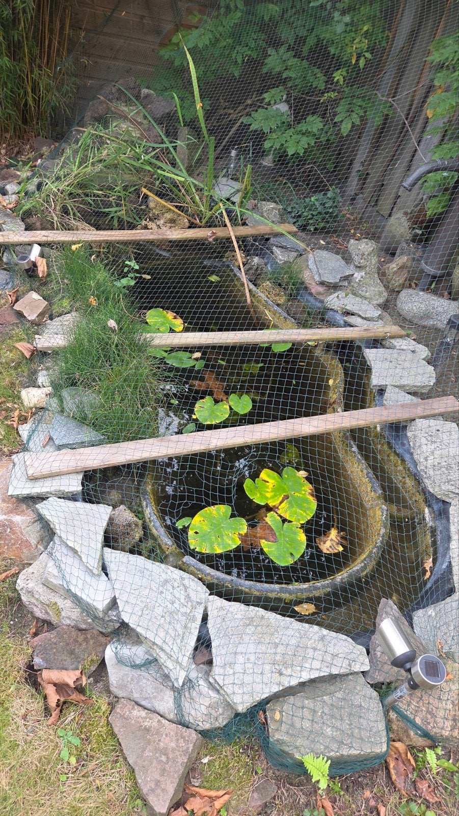 Vijver met waterlelies en beschermnet, Tuin en Terras, Ophalen, Gebruikt