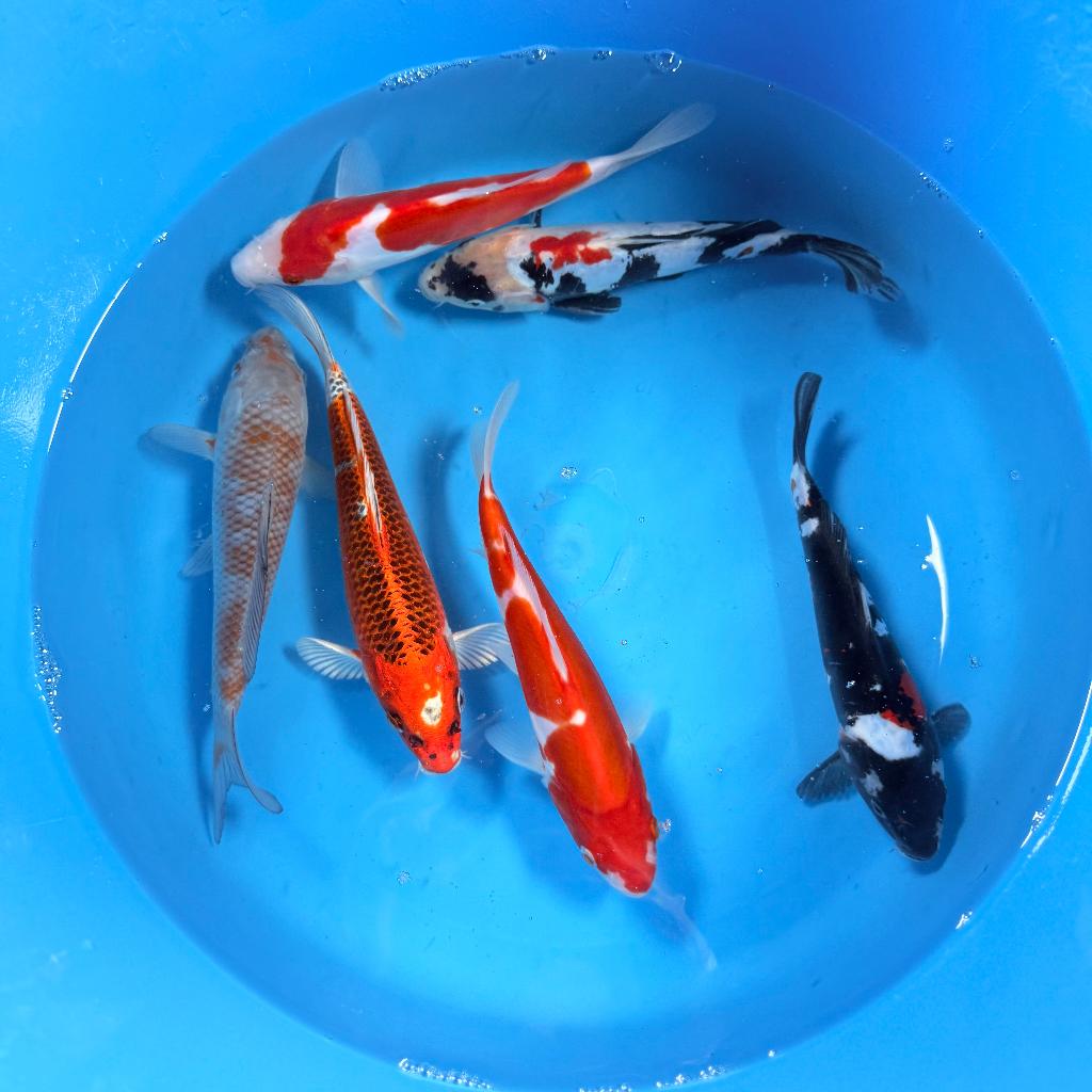 HQ Kawakami Tosai | 20-26cm | Japanse koi |, Karper of Koi