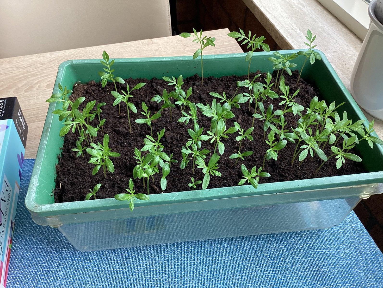 Stekjes van afrikaane 0,50 per stuk ophalen, Ophalen, Eenjarig, Groenteplanten, Volle zon