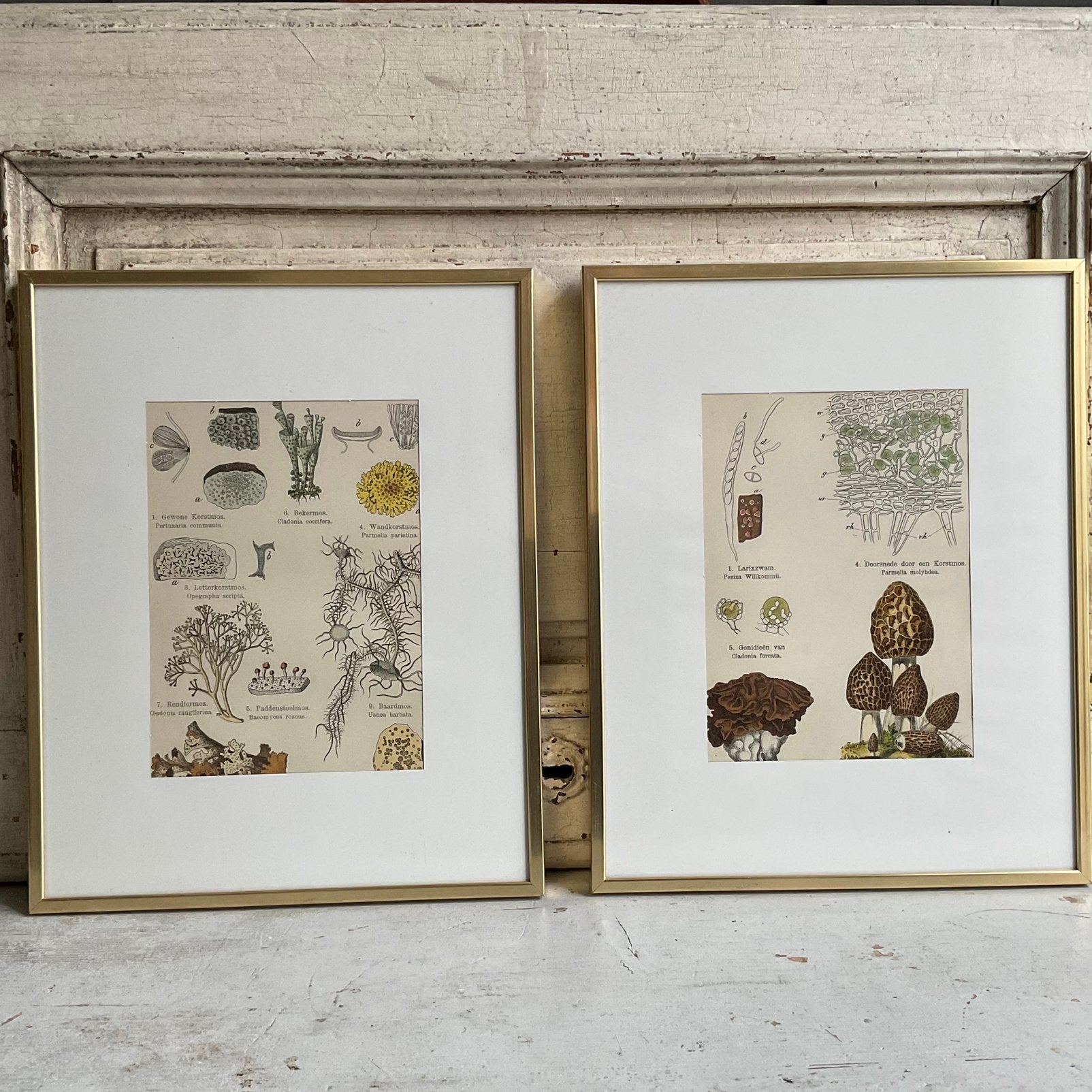 Sale 2 antieke botanische prenten set 3 *tres belle*, Verzenden, Gebruikt