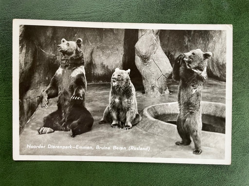 ansichtkaart Noorder Dierenpark Emmen, Bruine Beren ,Rusland, Verzenden, 1960 tot 1980, Paard