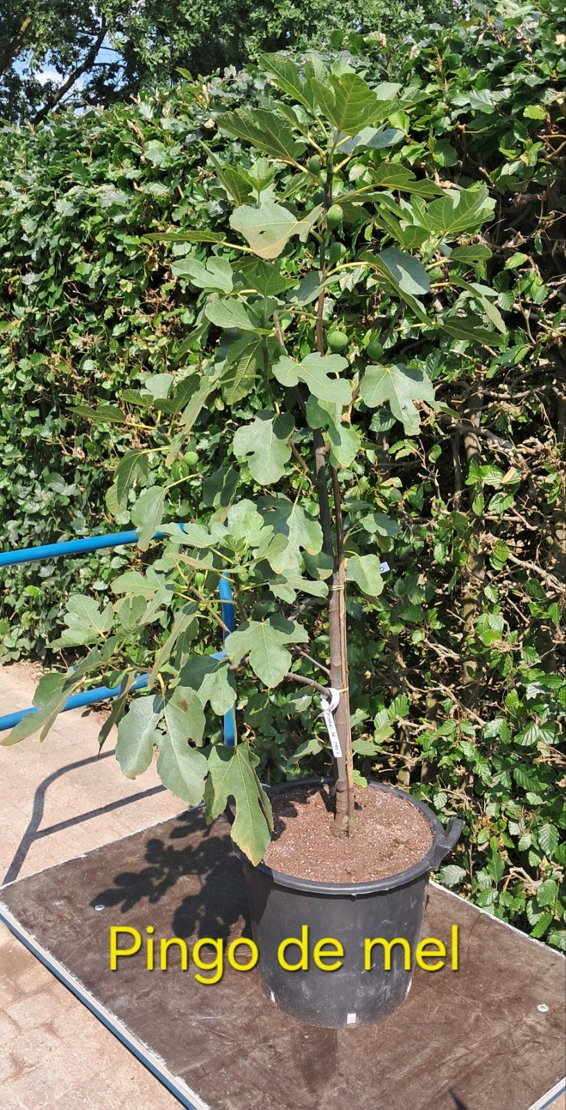 vijgenboom Pingo de Mel (honingdruppel), Overige soorten, 100 tot 250 cm, Zomer, Ophalen