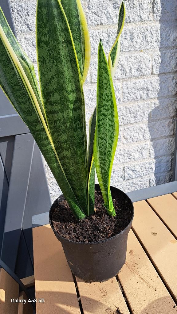 Sanseveria Trifasciata, Ophalen, Halfschaduw, Minder dan 100 cm