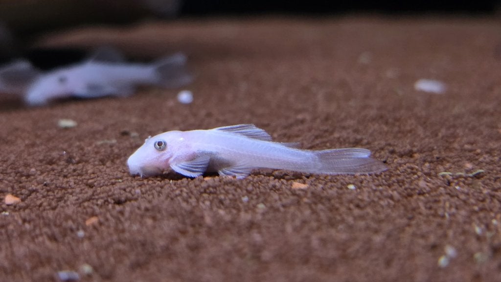 Ancistrus Snow White, Dieren en Toebehoren, Vissen | Aquariumvissen, Zoetwatervis, Vis