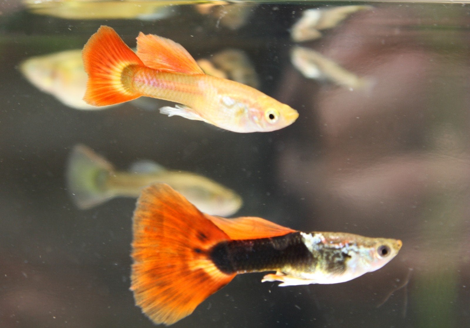 Gratis manguppy, Dieren en Toebehoren, Vis