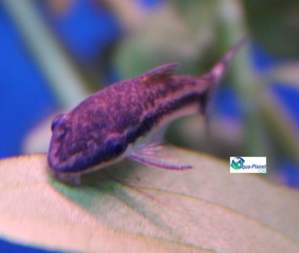 Otocinclus affinis, Vis, Zoetwatervis, Schoolvis