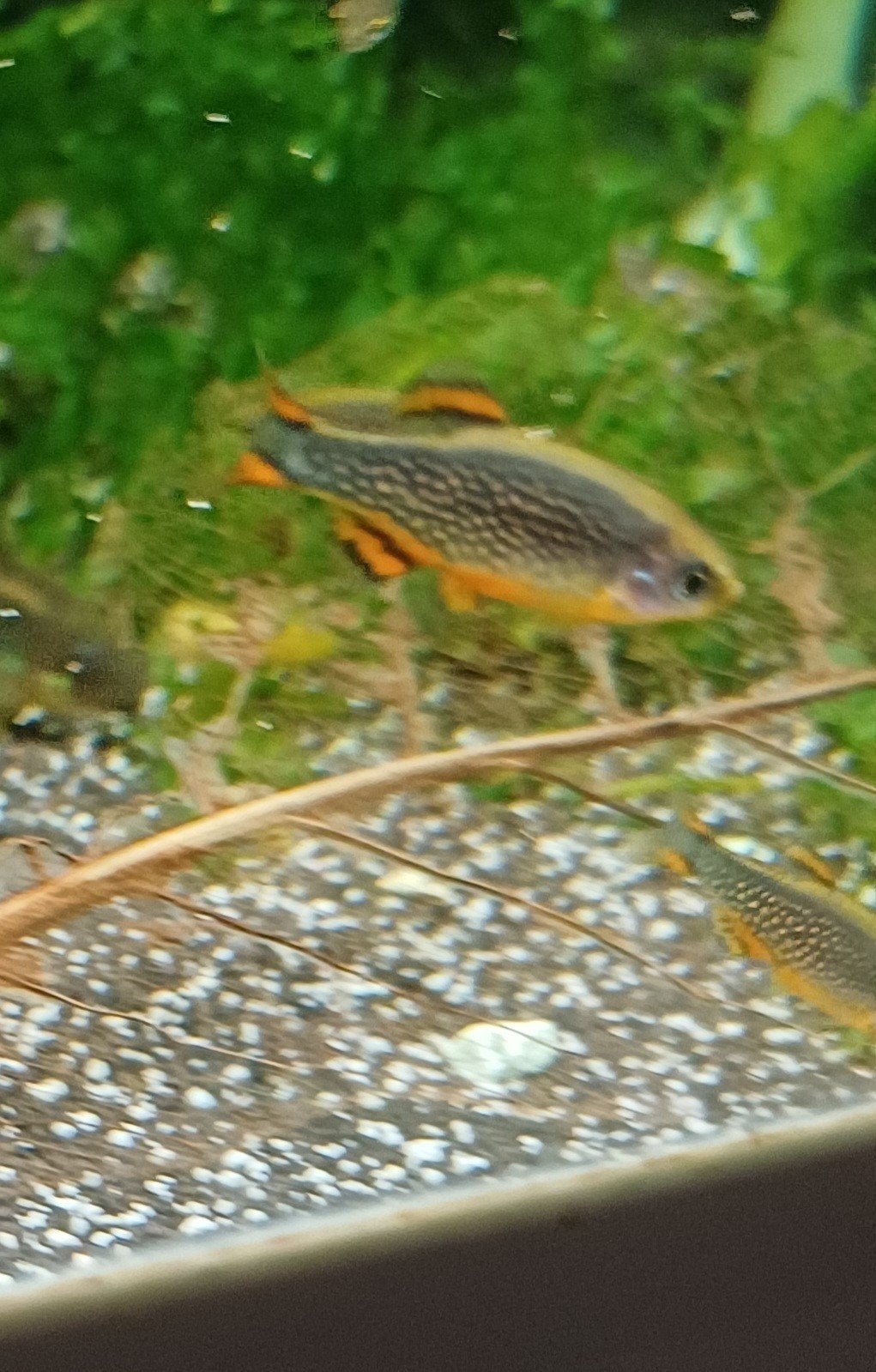 Hobbyaquarium Danio margaritatus Rasbora Galaxy Zon 12/17u, Vis, Zoetwatervis, Schoolvis