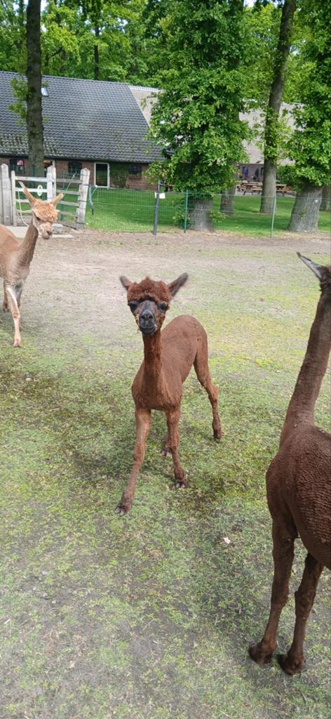 Alpaca 3 merries alle leeftijden, Dieren en Toebehoren, Paarden, Merrie, Recreatiepaard, 0 tot 2 jaar